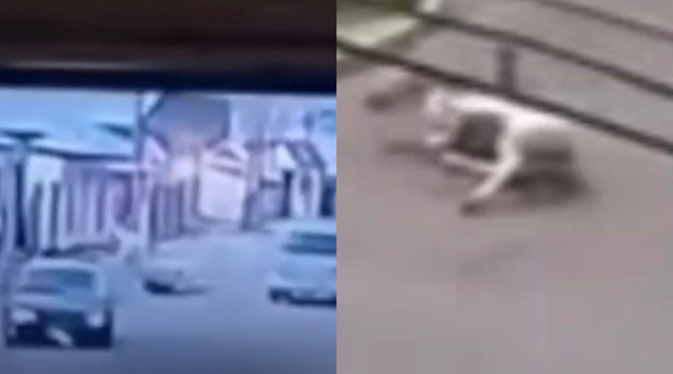 Таразда жылқыға мінген 7 жастағы шабандозды автокөлік қағып кетті