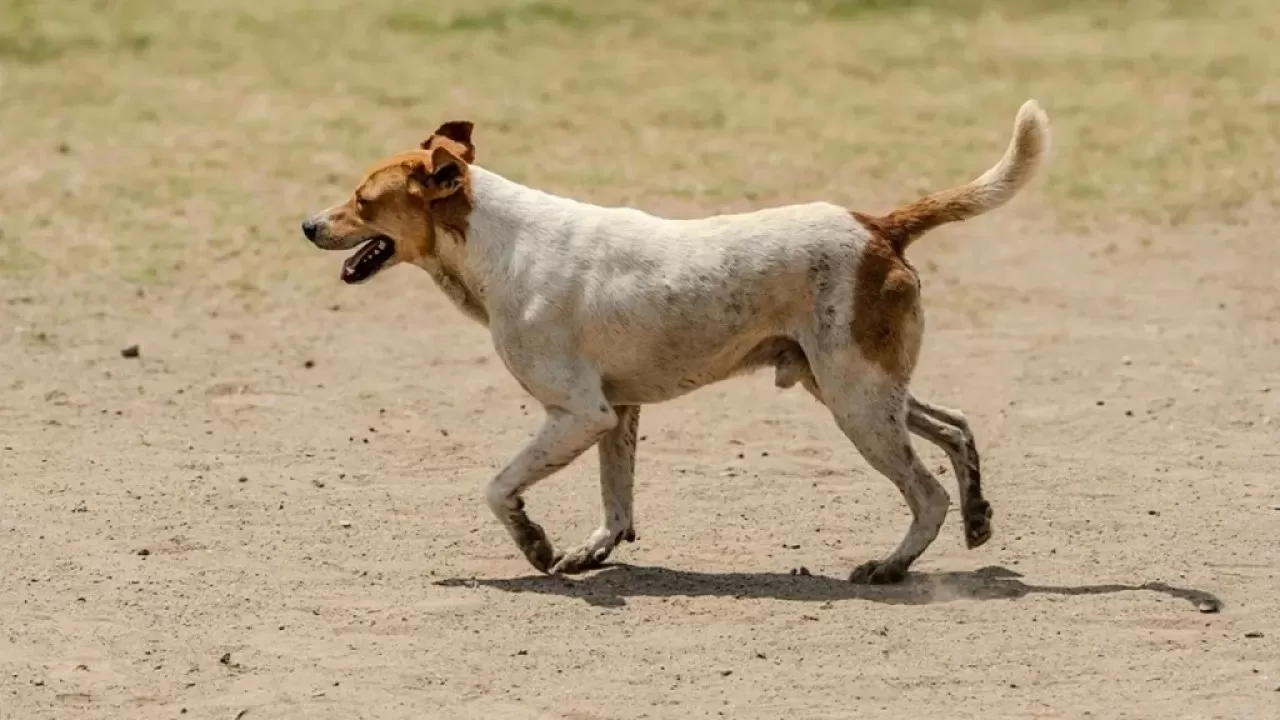 Самолет сбил собаку в Шымкенте