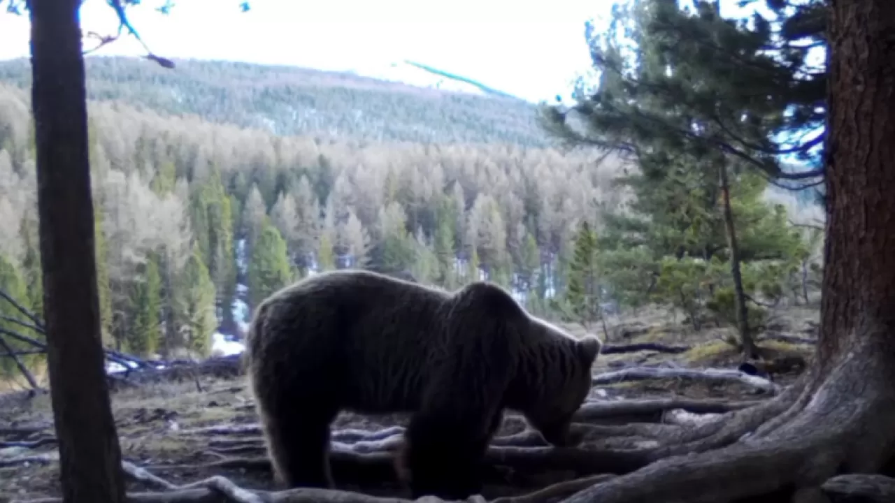 Весна у солонца: фотоловушка поймала маралов и проснувшегося медведя