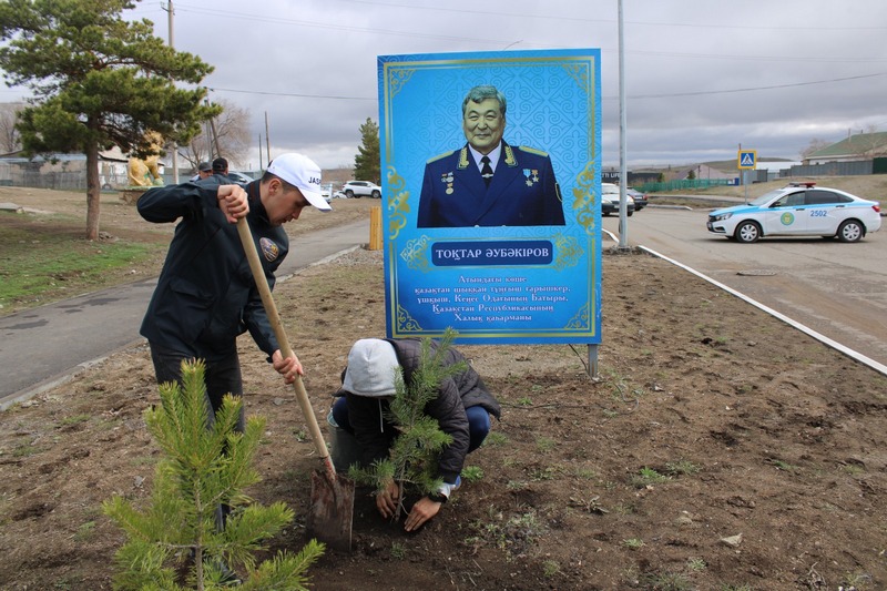 Тоқтар Әубәкіровтің 80 жылдығына орай 100 түп қарағай егілді