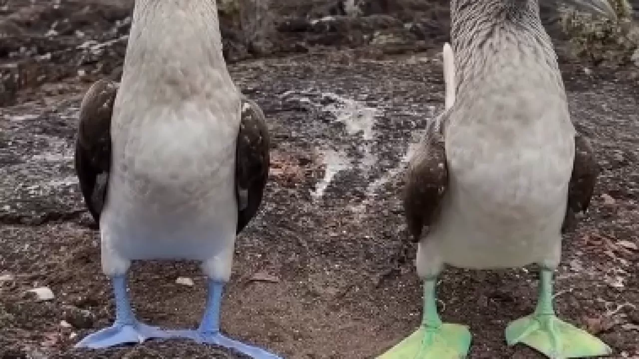 Почему у олуш лапы разного цвета  