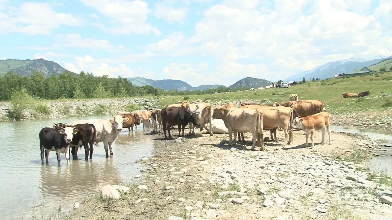 Скотокрадство обошлось ворам из области Жетысу намного дороже