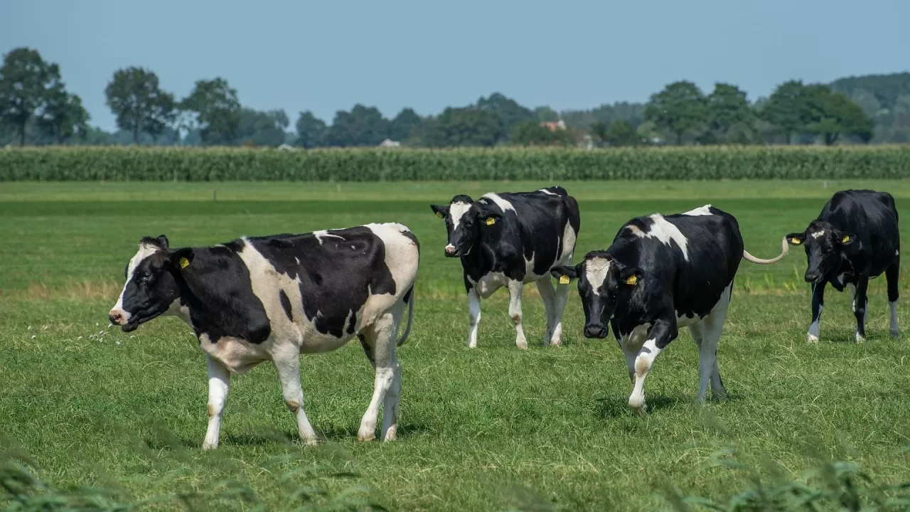 Схему легализации ворованного скота раскрыла прокуратура региона ЗКО  