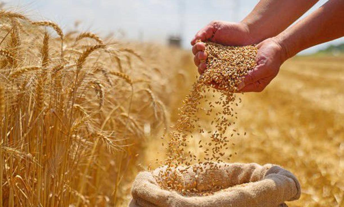 Астық пен ұн экспорты 9,9 млн тоннаға жетті