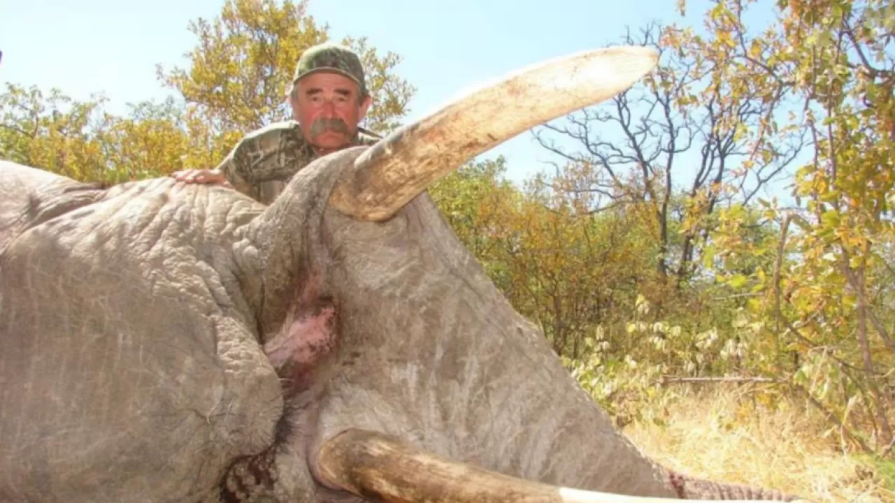 Пять слонов устроили засаду и убили охотника-миллионера