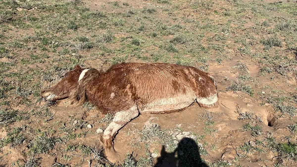 Маңғыстау облысында төрт түлігінен айырылған жұрт Үкіметтен көмек сұрайды