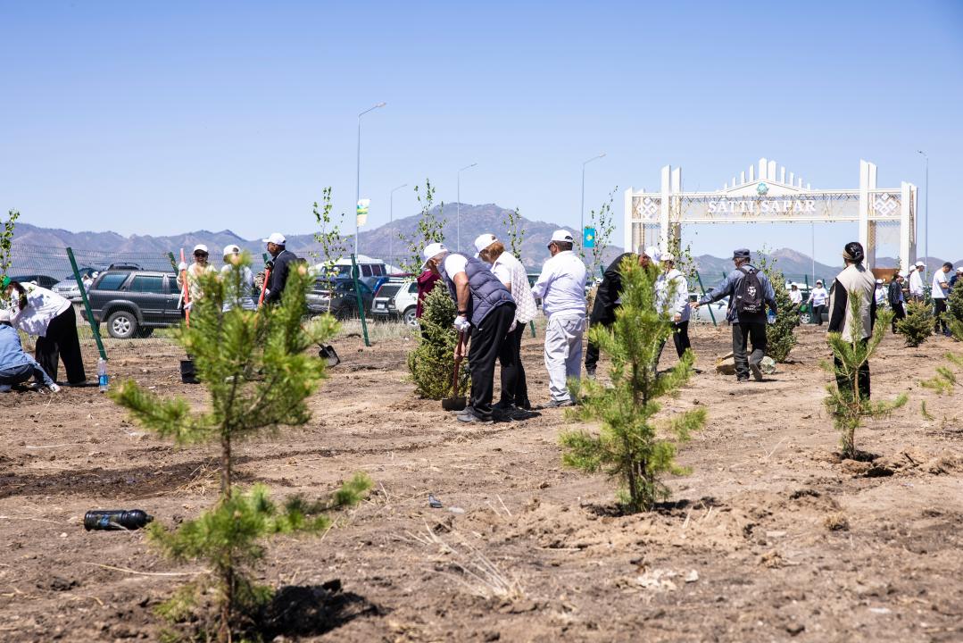 "Таза Қазақстан": Алматы облысында 5100 түп ағаш көшеті отырғызылды