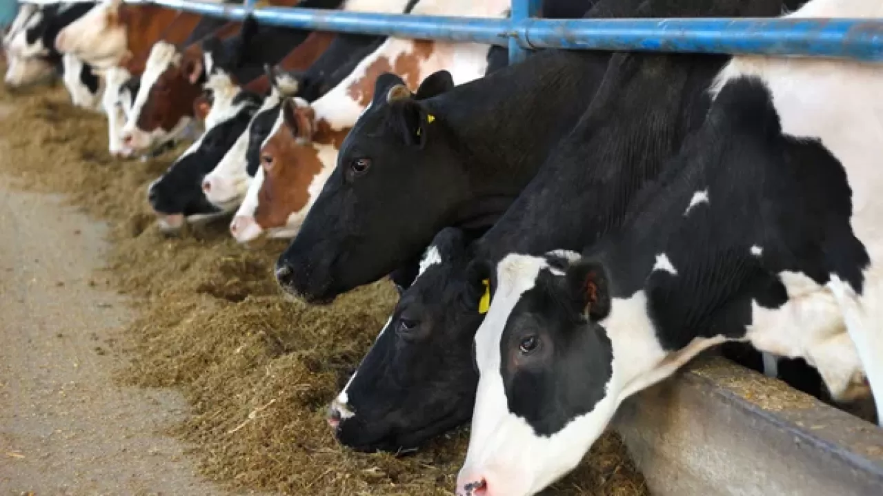 Новые правила для коров: как изменится отбор молочного скота в ЕАЭС 