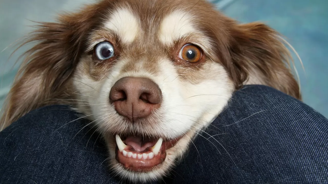 Ученые нашли путь к доверию с собакой  