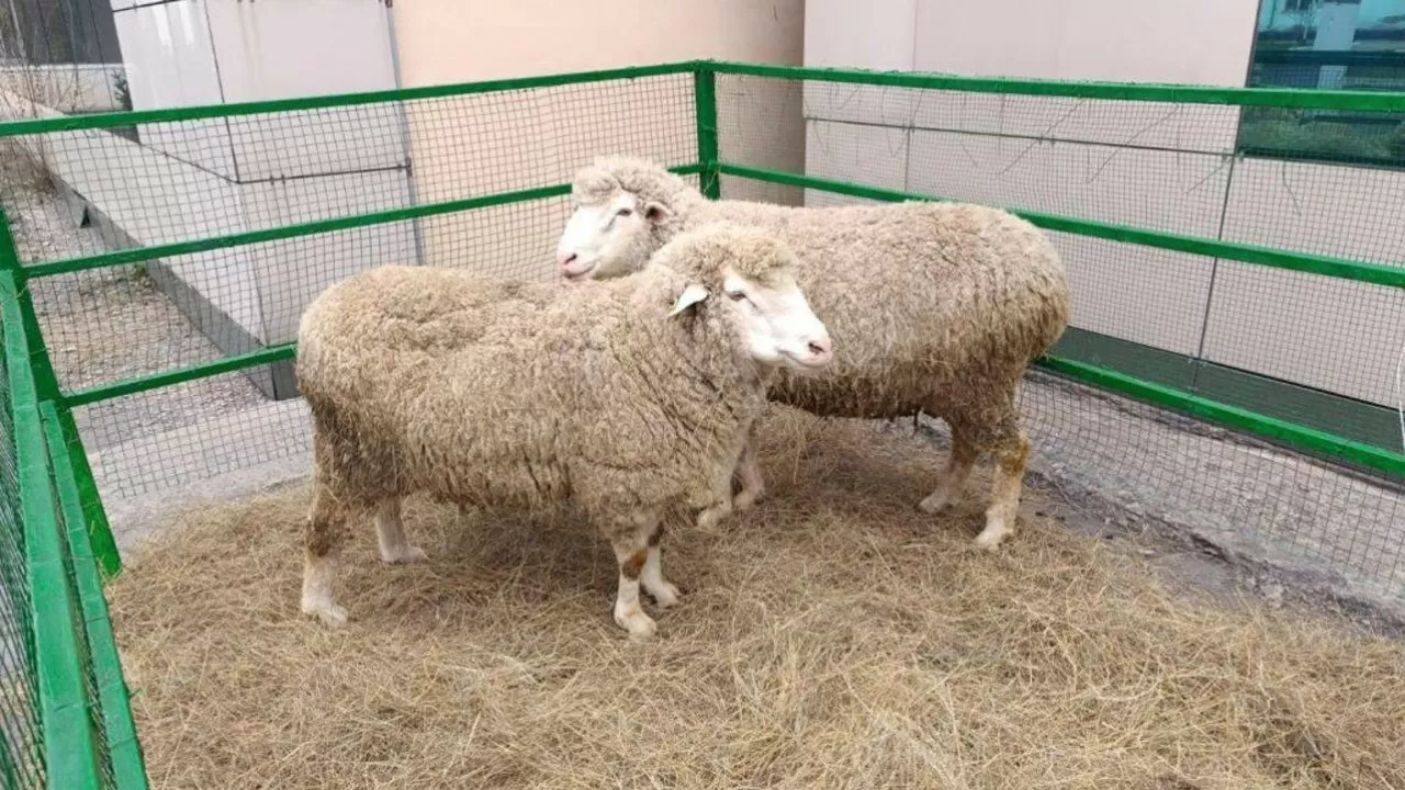 Селекционный центр овцеводства запустили в Семее  