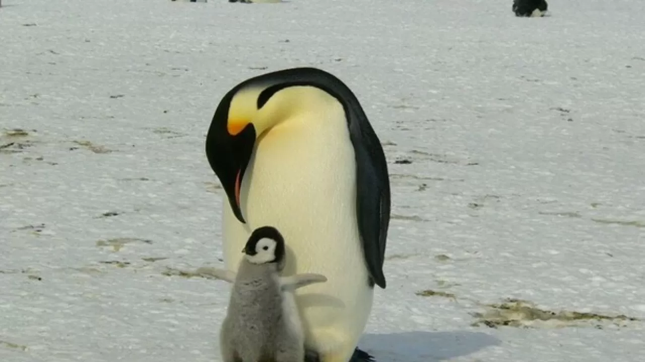 Императорские пингвины признаны вымирающим видом 