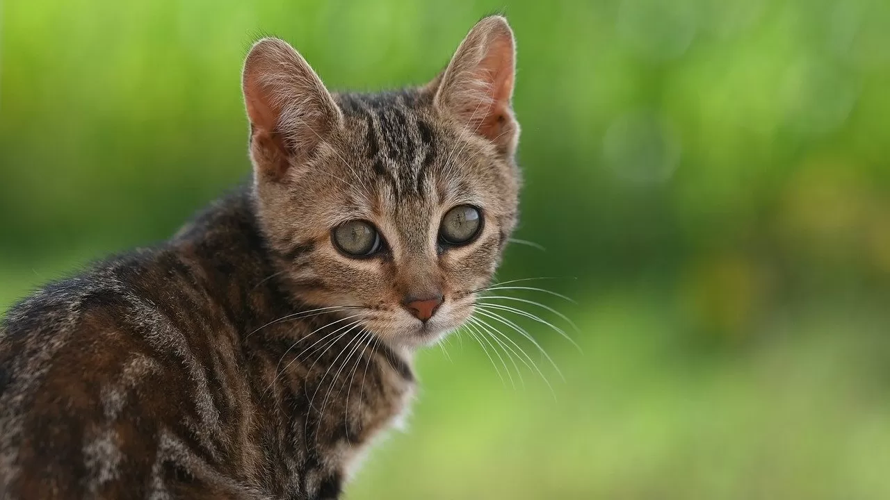 За выброшенных питомцев начнут штрафовать 