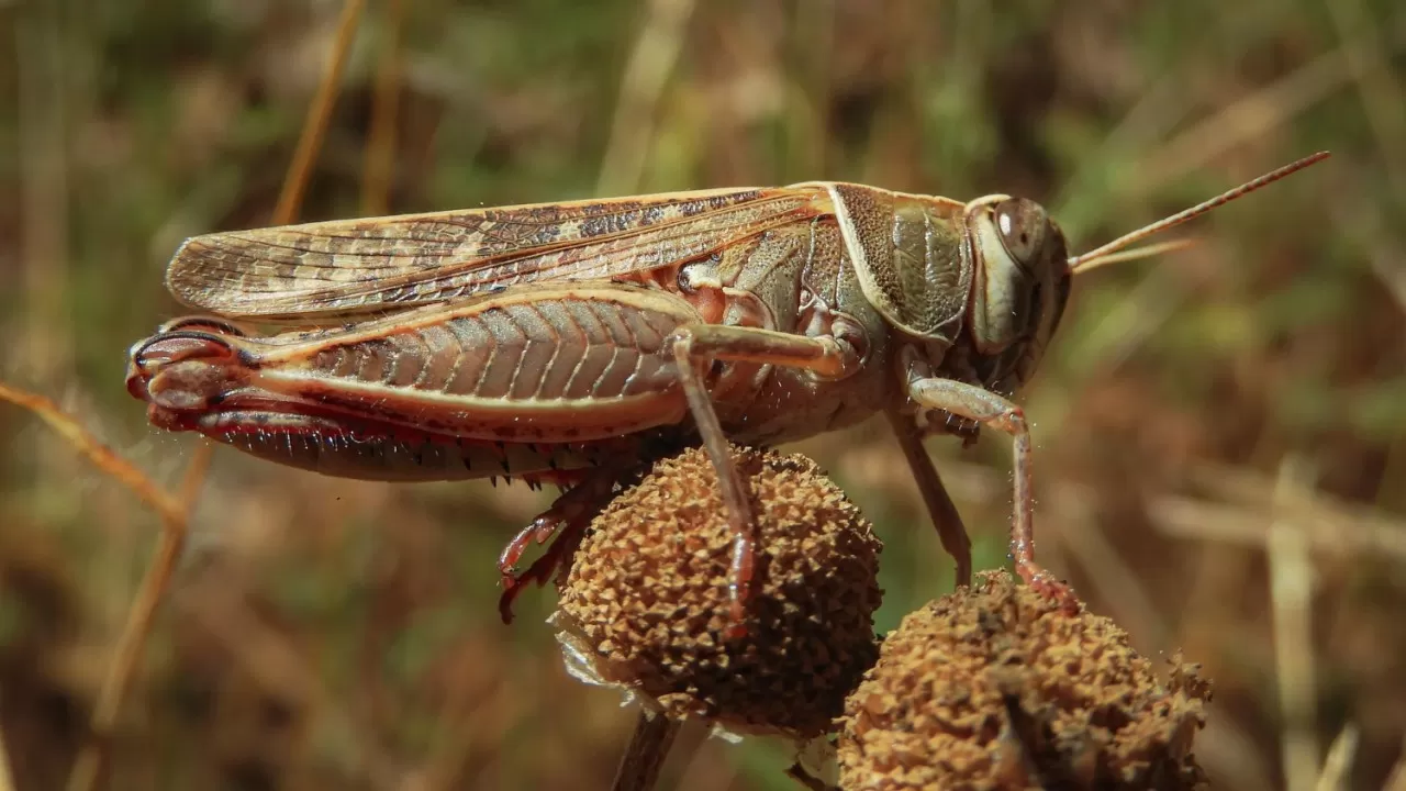 Южные регионы РК готовятся к нашествию 