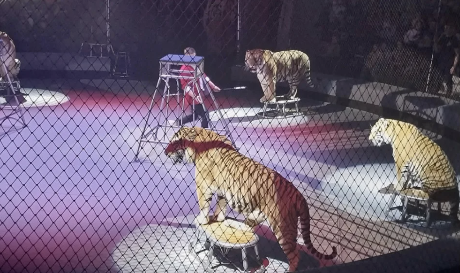 Цирктегі жолбарыс көрермендер отырған залға шығып кеткен