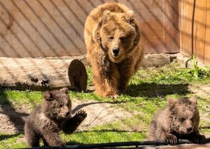 Дать имена очаровательным медвежатам предлагают посетителям Алматинского зоопарка