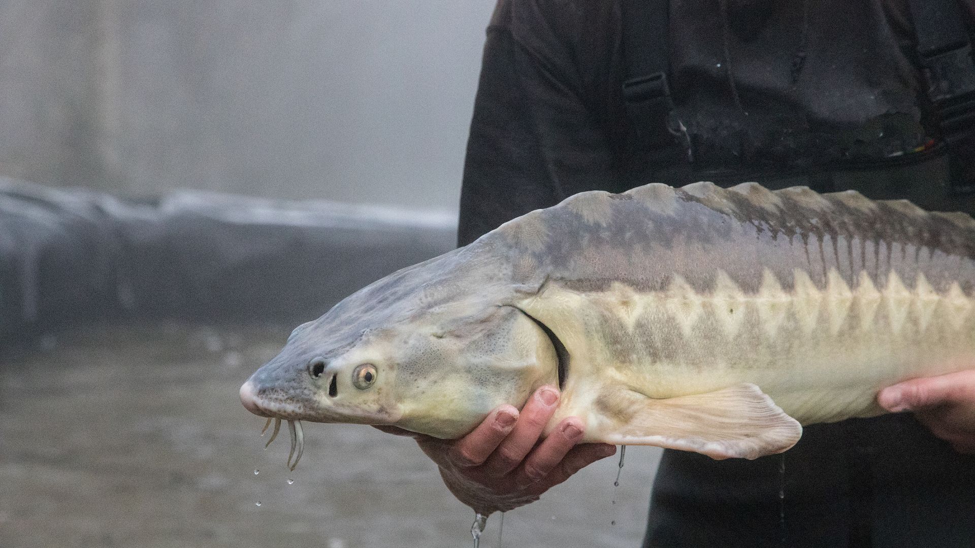 Бекіре тұқымдас балық пен уылдырық сатып алғандар қылмыстық жауапкершілікке тартылады