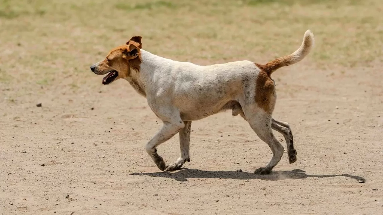 В Казахстане предложили не возвращать бродячих собак на улицы 
