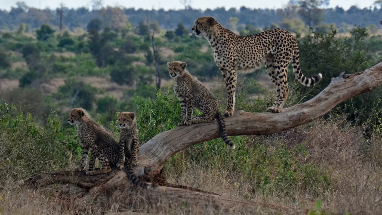 Редчайшие гепарды Ирана могут исчезнуть навсегда  