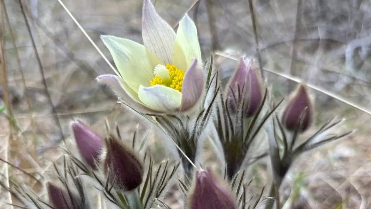 Туристов в Бурабае предупредили: рвать первоцветы нельзя