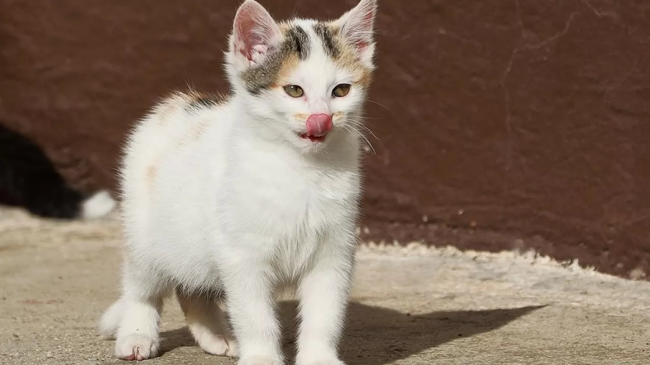 Малышей пришлось возвращать к жизни: как спасали 10 кошек в Алматы 