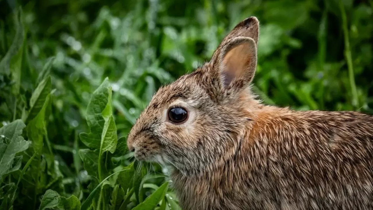  Уникальную операцию по восстановлению зрения кролику провели в России