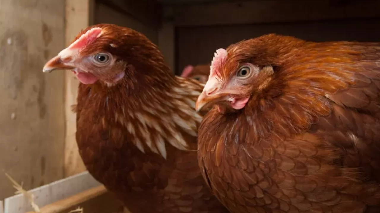 1,6 миллиона кур-несушек уничтожили из-за птичьего гриппа в Германии