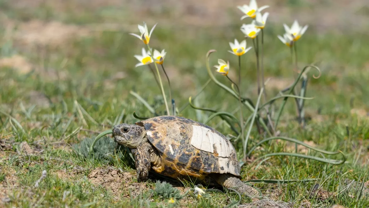 Жители Алматы не могут дождаться летнего сезона