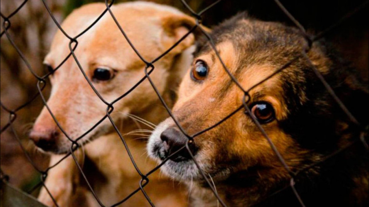 Қазақстанда жануарларды өлтіргендерге жаза күшеюі мүмкін