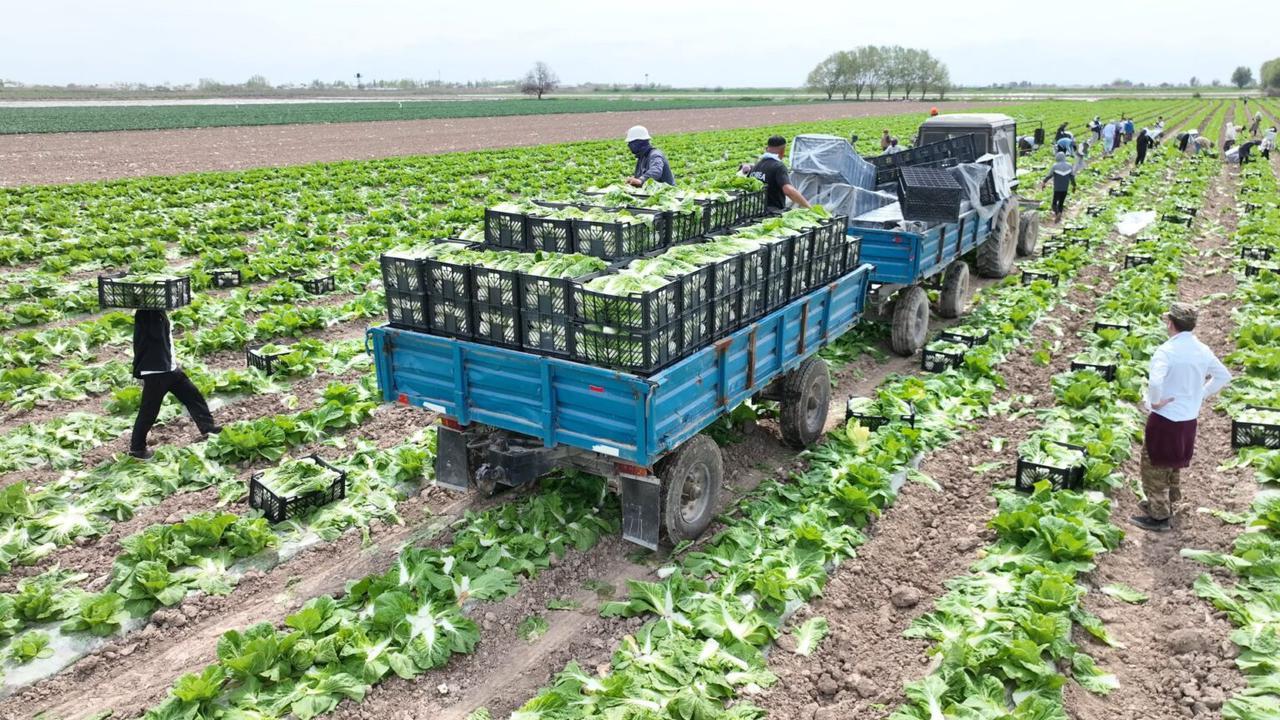 Түркістандық диқандар Ресейге ерте пісетін қырыққабат өнімдерін экспорттады