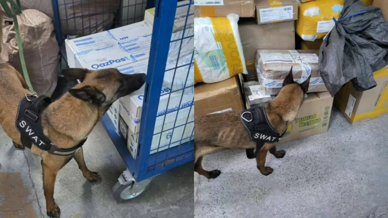 Абай облысында пошта жөнелтілімдері қызметтік иттердің көмегімен тексерілді 