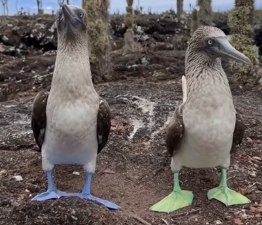 Почему у олуш лапы разного цвета  