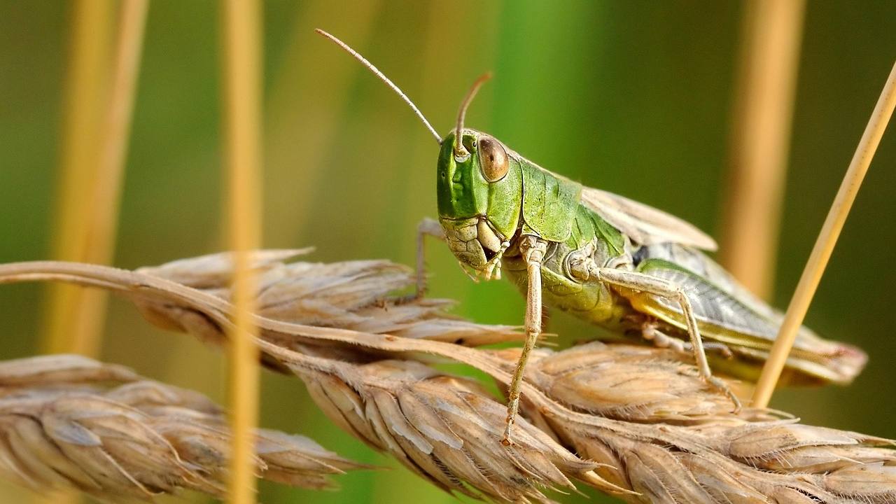 Қазақстан жасанды интеллектінің көмегі арқылы шегірткемен күреспек