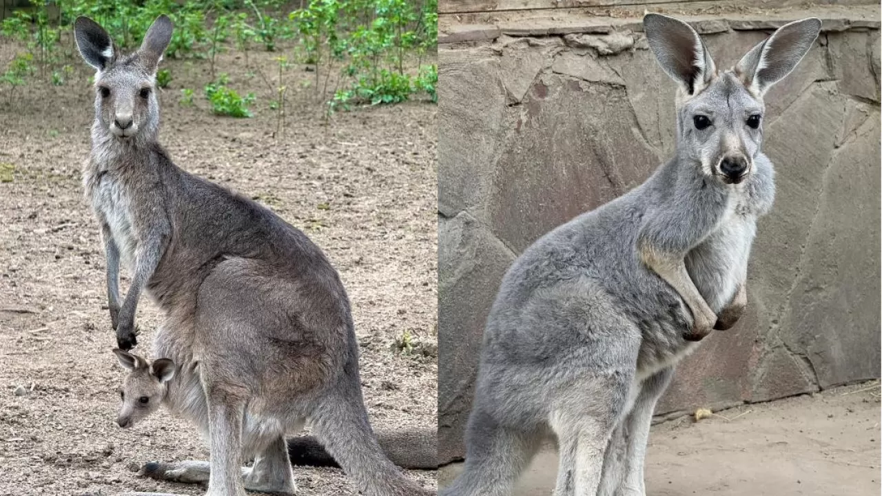 В Алматинском зоопарке сразу у трех пар кенгуру появилось потомство