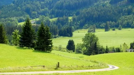 Ученые разрушили миф о росте лесов в горах  