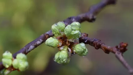 В Астане резко похолодает и пойдет снег, а в Алматы и Шымкенте будет дождь 
