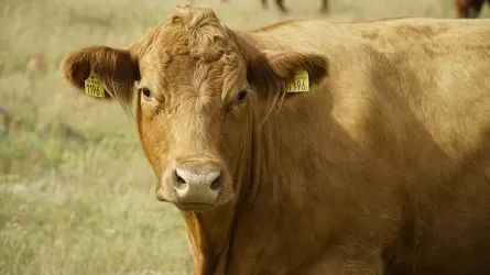 Ящур у границ: Узбекистан усиливает санитарный режим 