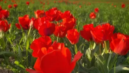 Весна в Жамбыле: тюльпаны, фестивали и концерты