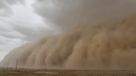 В Центральной Азии создадут &laquo;Зеленый щит&raquo; от песчаных бурь 