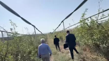 В Шымкенте вскрыли аферу с яблоневыми садами на сотни миллионов тенге