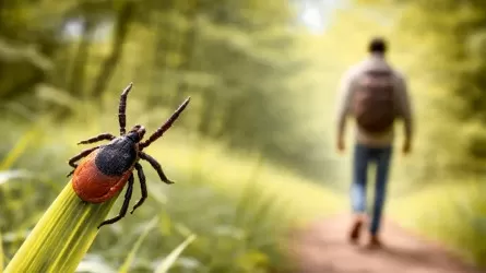 Сколько укусов клещей зафиксировали с начала сезона в СКО