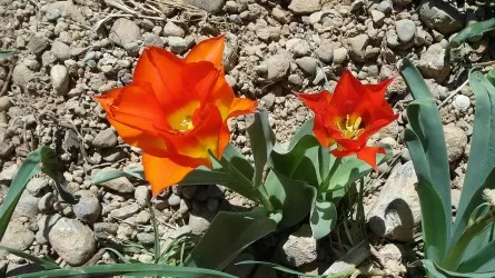 Алые степи РК становятся магнитом для туристов  