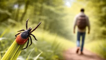 Клещи проснулись: в Алматы усиливают меры защиты 