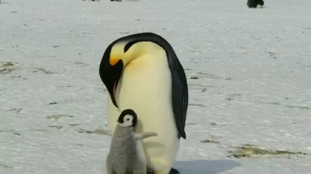 Императорские пингвины признаны вымирающим видом 