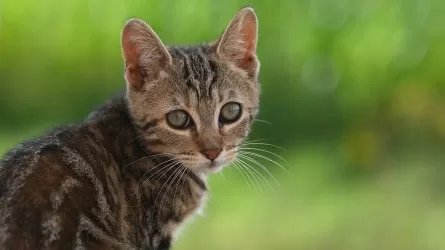 За выброшенных питомцев начнут штрафовать 