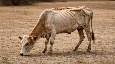 Еще один сосед Казахстана попал под удар редкого ящура: вакцины бессильны