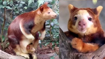 Призрак леса вернулся, почти век спустя  