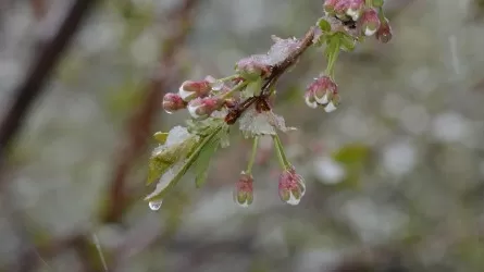 Заморозки до 2 &deg;С и снег обещают синоптики казахстанцам 