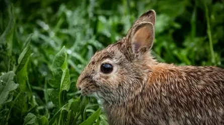  Уникальную операцию по восстановлению зрения кролику провели в России