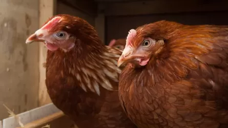 1,6 миллиона кур-несушек уничтожили из-за птичьего гриппа в Германии