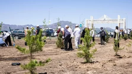 "Таза Қазақстан": в Алматинской области высажено 5100 саженцев деревьев